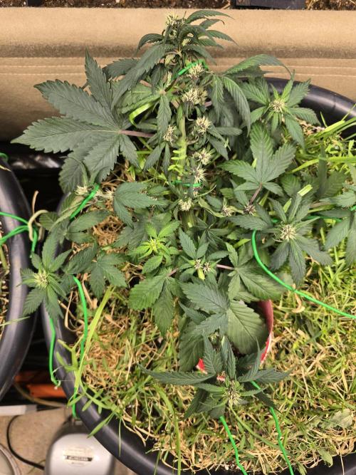 Auto Strawberry Soda. Week 5