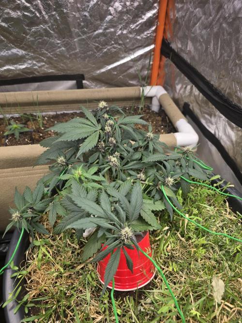 Auto Strawberry Soda. Week 6