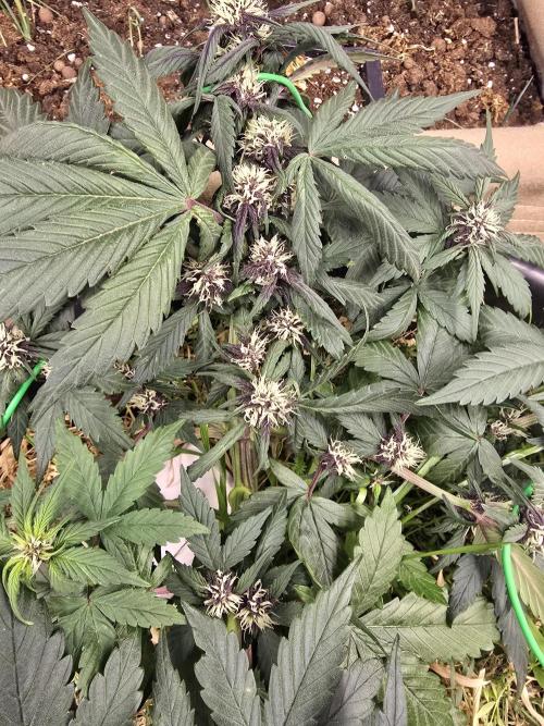 Auto Strawberry Soda. Week 6