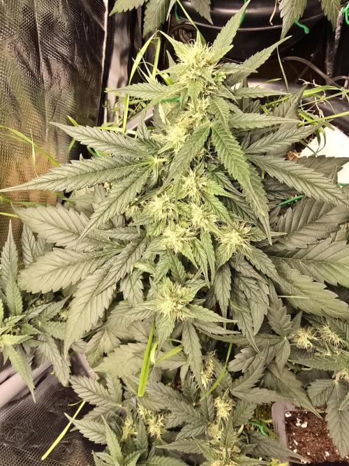 Auto Frozen Biscotti. Week 8