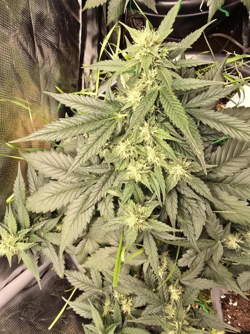 Auto Frozen Biscotti. Week 8