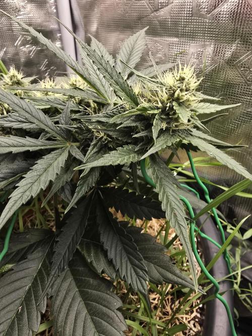 Auto Frozen Biscotti. Week 8