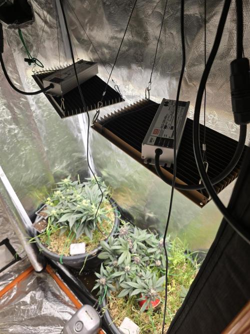 Auto Frozen Biscotti. Week 8