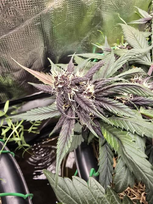 Auto Strawberry Soda. Week 7