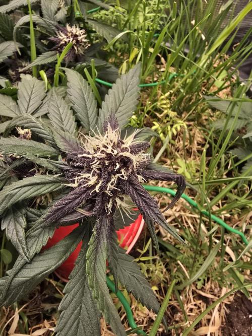 Auto Strawberry Soda. Week 7