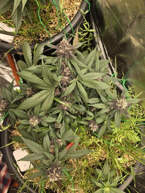 Auto Strawberry Soda. Week 7