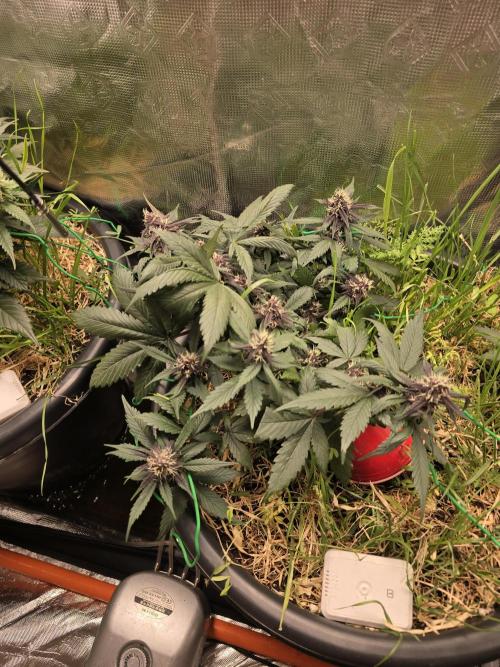 Auto Strawberry Soda. Week 7