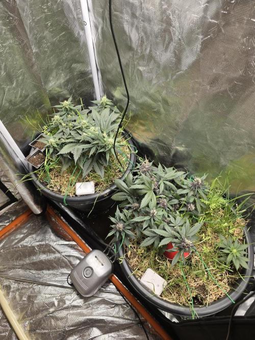Auto Strawberry Soda. Week 7