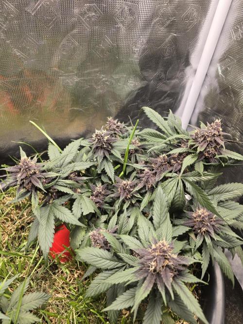 Auto Strawberry Soda. Week 8