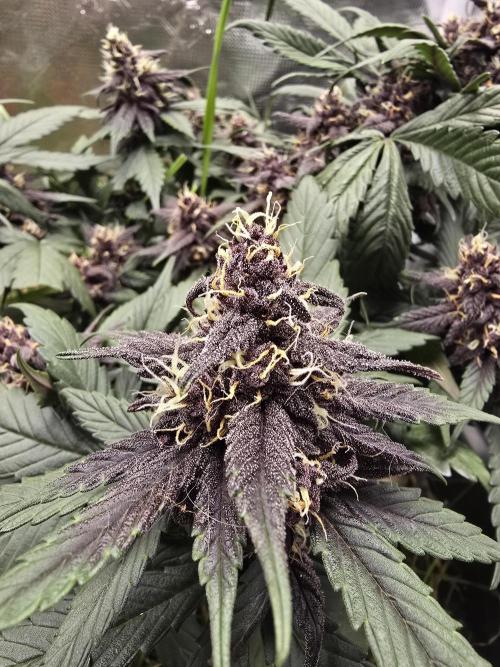 Auto Strawberry Soda. Week 8