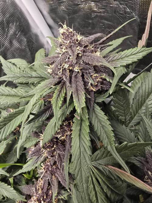 Auto Strawberry Soda. Week 8