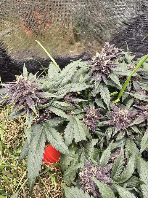 Auto Strawberry Soda. Week 8