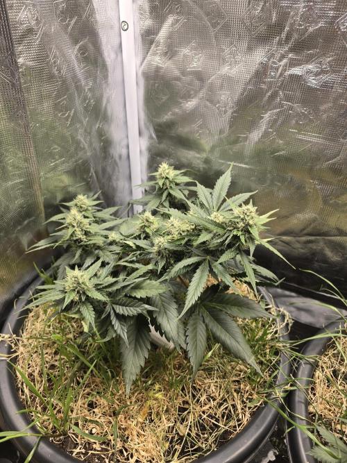 Auto Frozen Biscotti. Week 9