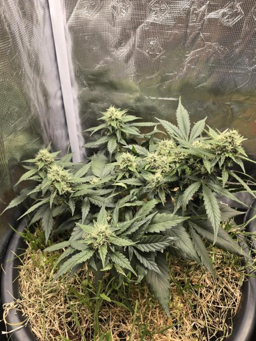 Auto Frozen Biscotti. Week 9