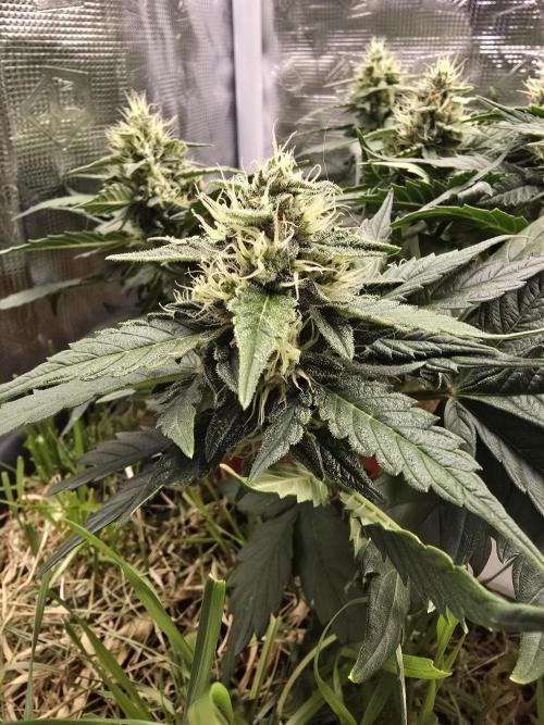 Auto Frozen Biscotti. Week 9