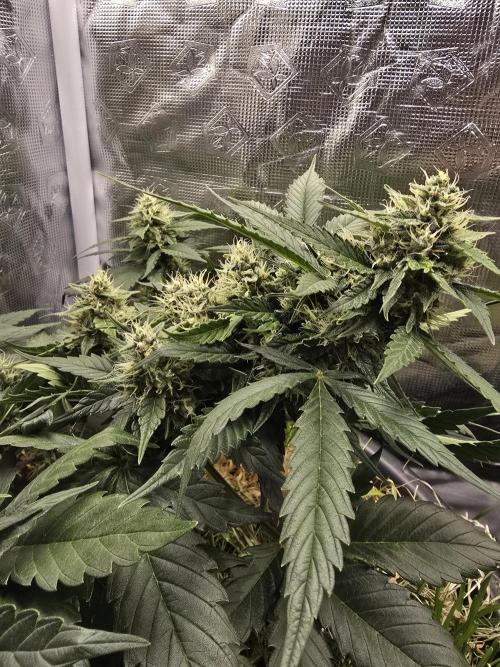 Auto Frozen Biscotti. Week 9