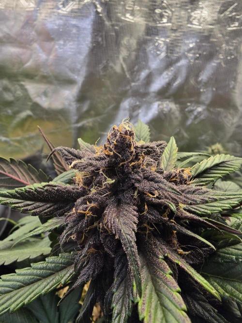 Auto Strawberry Soda. Week 9