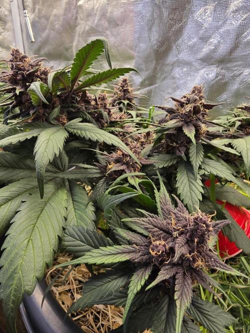 Auto Strawberry Soda. Week 9