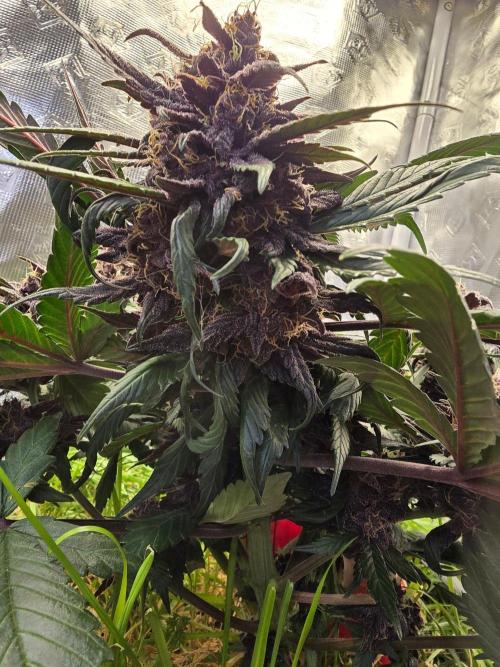 Auto Strawberry Soda. Week 9