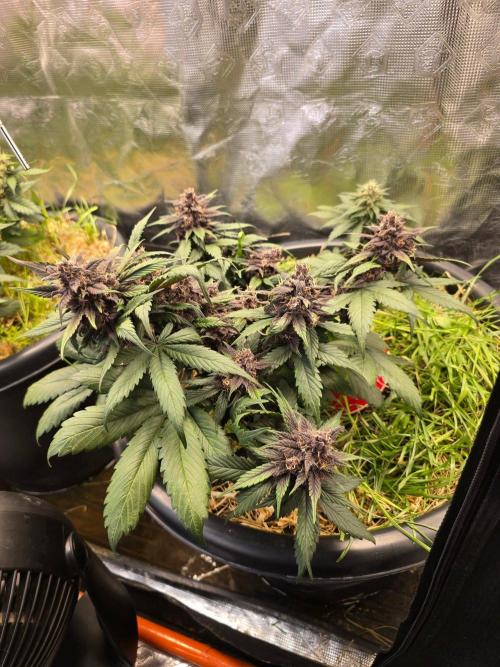 Auto Strawberry Soda. Week 9