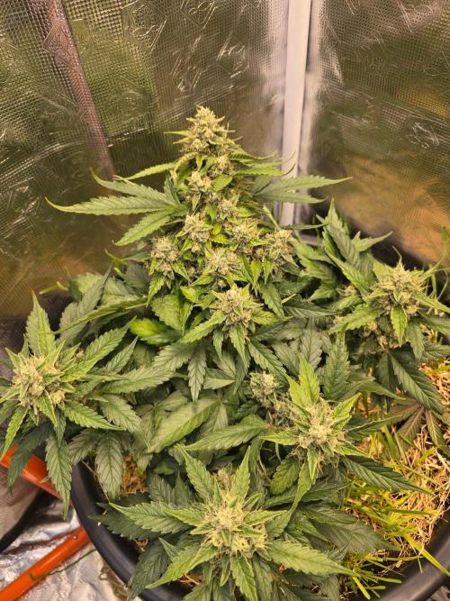 Auto Frozen Biscotti. Week 10
