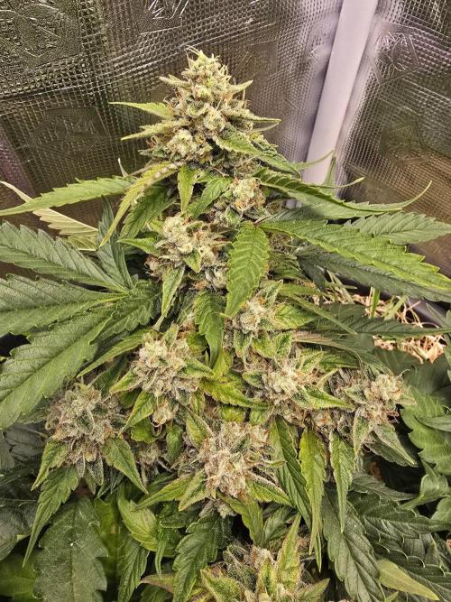 Auto Frozen Biscotti. Week 10