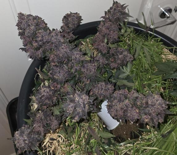 Auto Strawberry Soda. Week 10
