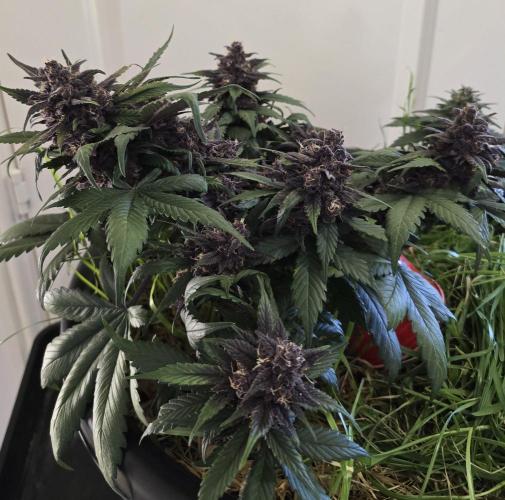 Auto Strawberry Soda. Week 10