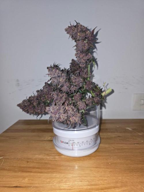 Auto Strawberry Soda. Week 10