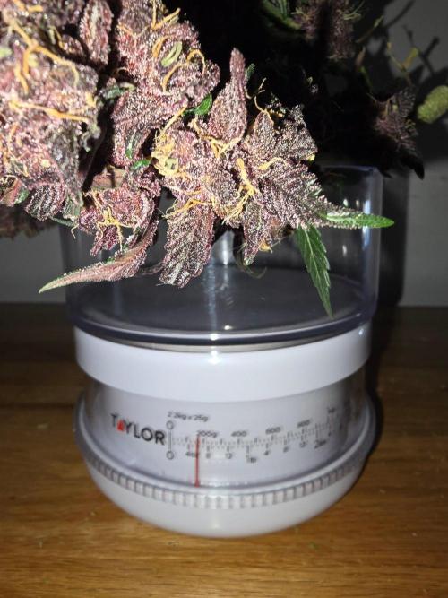 Auto Strawberry Soda. Week 10