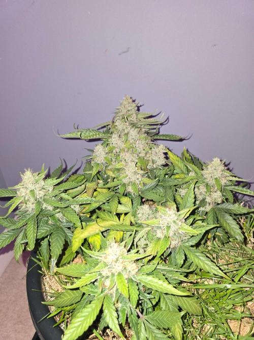 Auto Frozen Biscotti. Week 11