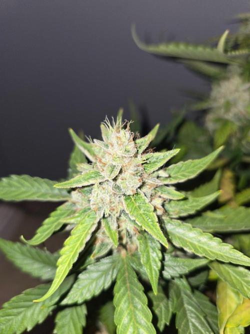 Auto Frozen Biscotti. Week 11