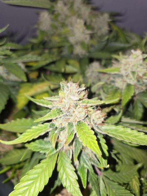Auto Frozen Biscotti. Week 11