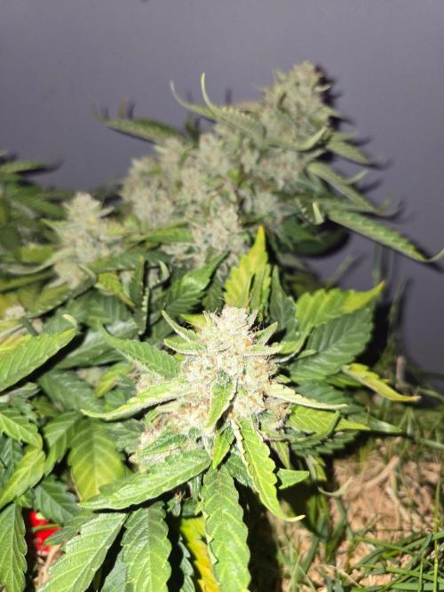 Auto Frozen Biscotti. Week 11