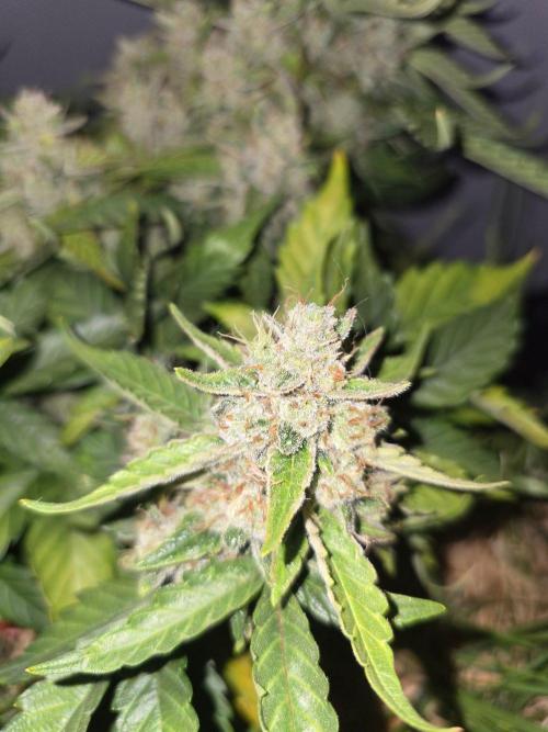 Auto Frozen Biscotti. Week 11