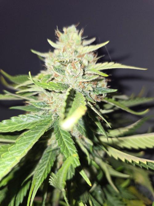 Auto Frozen Biscotti. Week 11