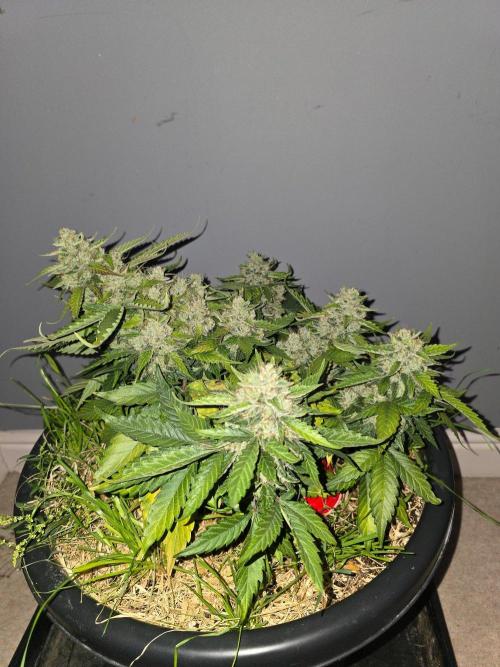 Auto Frozen Biscotti. Week 11