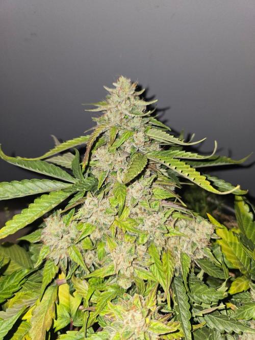 Auto Frozen Biscotti. Week 11