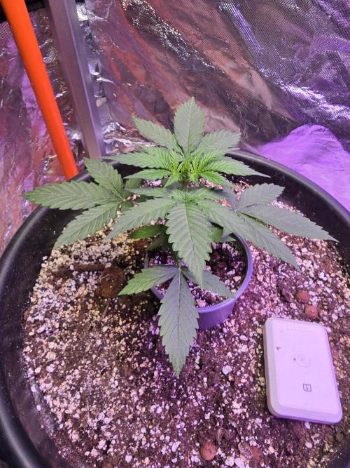 RQS Atlas F1 & Epsilon F1. Week 3 - Atlas