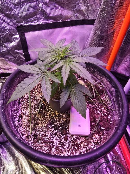 RQS Atlas F1 & Epsilon F1. Week 3 - Epsilon