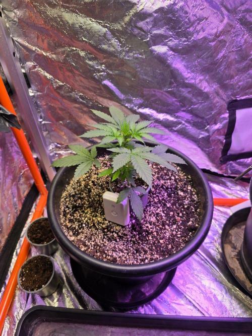 RQS Atlas F1 & Epsilon F1. Week 3 - Atlas