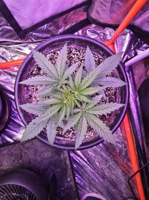 RQS Atlas F1 & Epsilon F1. Week 3 - Epsilon