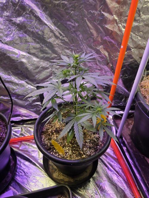 RQS Atlas F1 & Epsilon F1. Week 4