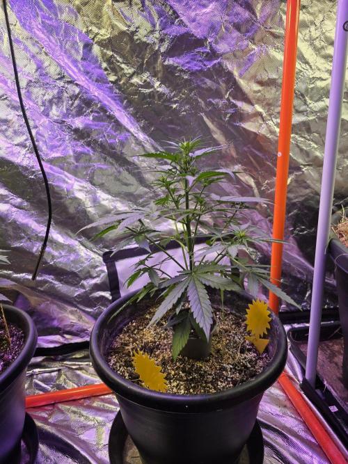 RQS Atlas F1 & Epsilon F1. Week 4