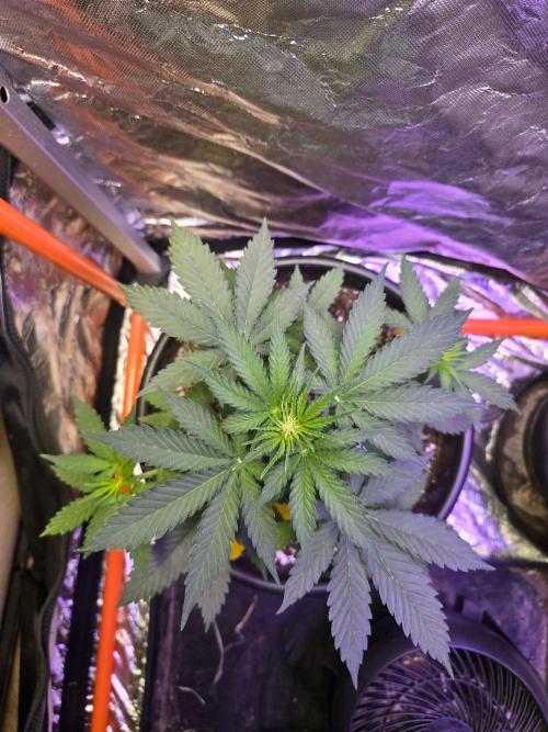 RQS Atlas F1 & Epsilon F1. Week 4
