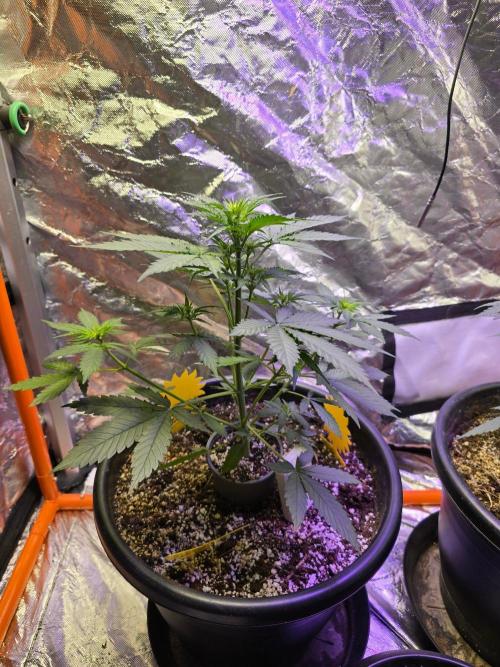 RQS Atlas F1 & Epsilon F1. Week 4