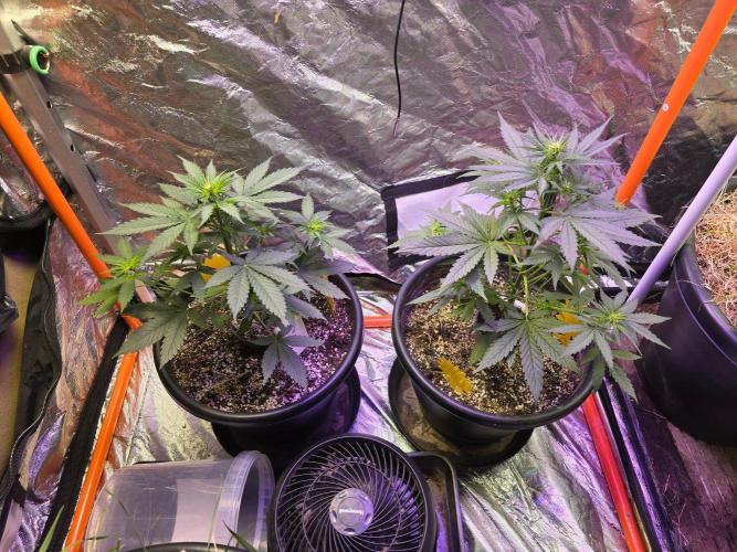 RQS Atlas F1 & Epsilon F1. Week 4
