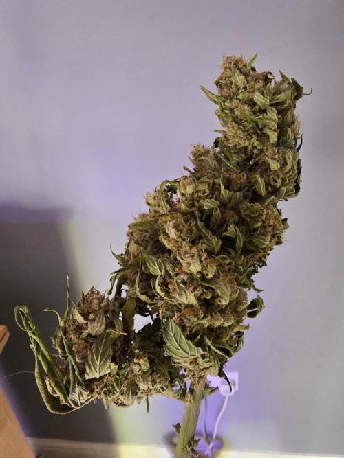 Auto Frozen Biscotti. Week 11