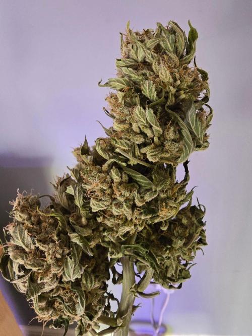 Auto Frozen Biscotti. Week 11