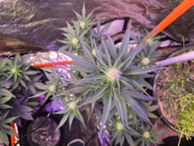 RQS Atlas F1 & Epsilon F1. Week 5